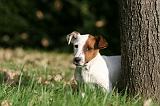 JACK RUSSEL 160